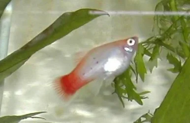 Calico_Platy.webp Calico_Platy.webp