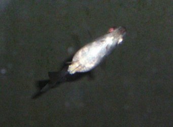 widow_tetra2.jpg
