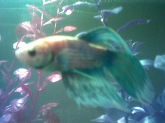 betta.jpg betta.jpg