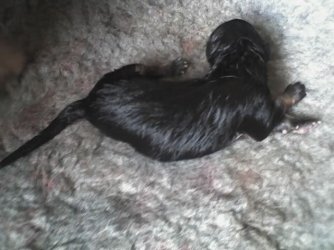 heidipup.jpg