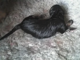 heidipup.webp