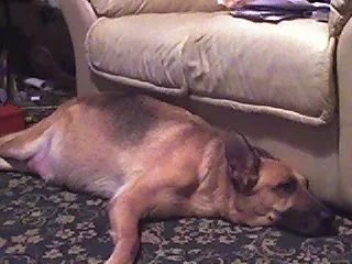 heidi2.webp