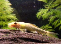 goldie4.jpg goldie4.jpg