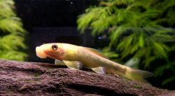 goldie1.jpg goldie1.jpg