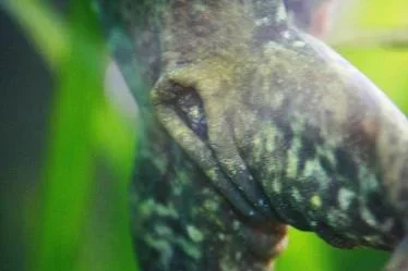 frogs_bum.webp