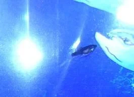 Black_Molly_Fry_1.webp