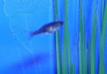 Black_Molly_Fry_2.webp