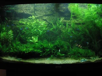tank_005.webp tank_005.webp