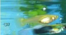 yellow_fish.webp