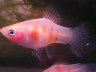 Bleeding_heart_platy.webp