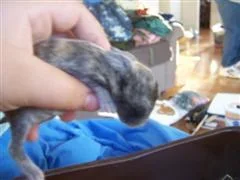 betta_and_bunny_003__WinCE_.webp