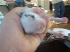 betta_and_bunny_006__WinCE_.webp