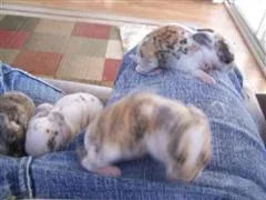 betta_and_bunny_009__WinCE_.webp