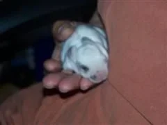 betta_and_bunny_014__WinCE_.webp