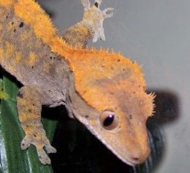 crestie_2.jpg