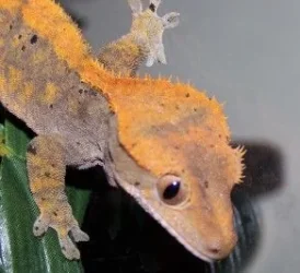 crestie_2.webp