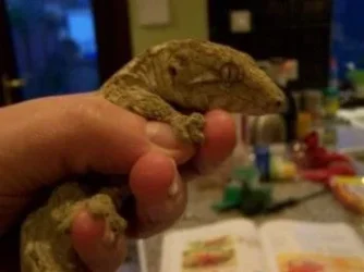 leachie1.webp