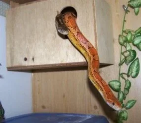 snakes.webp