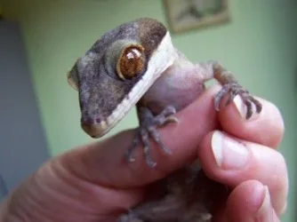 cyrotodactylus.webp