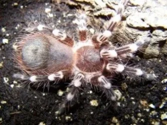 whiteknee.webp