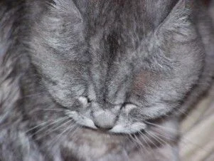 hugo1.webp