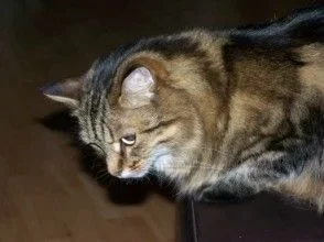 skitty1.webp