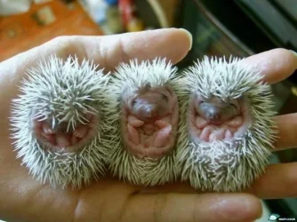 hedgehogbabies.webp