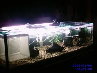 New_tank_without_all_plants_week_1.webp