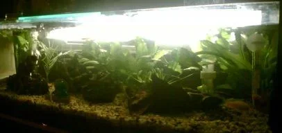 Fish_Tank_Updated_3.webp