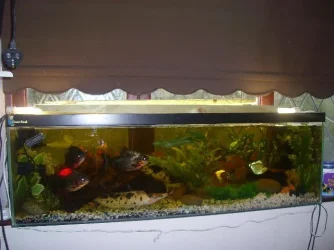 tank_640x480.webp tank_640x480.webp