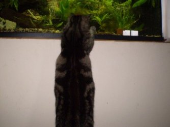 moll_in_the_tank.jpg