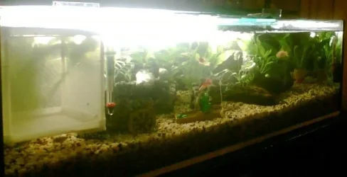 Fishtank_Updated_pic_March_20_07.webp