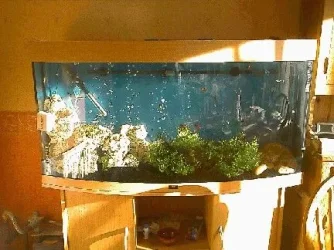 fishtank_latest01.webp