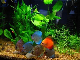 discus_3.webp