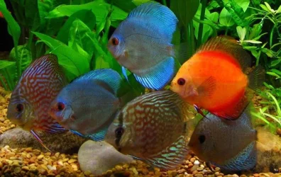 discus2.webp