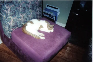 creamasleep.webp