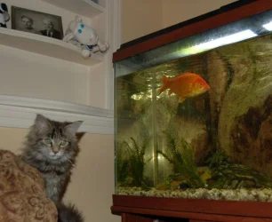 patsy_in_livingroom.webp