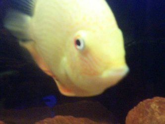 Severum2.jpg