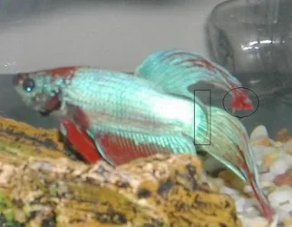 Betta_Flash___Edit.webp