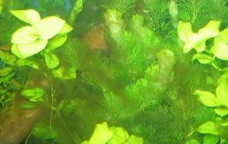 algae.JPG algae.JPG