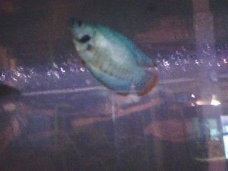 fish.JPG
