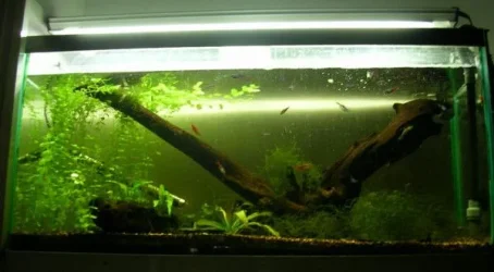 tank_2.webp