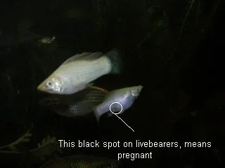 fish1.webp