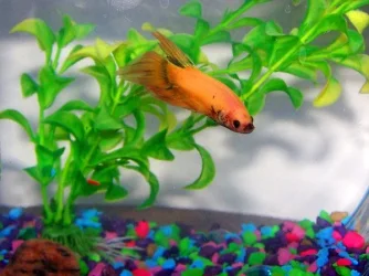 fish_pet_1.webp