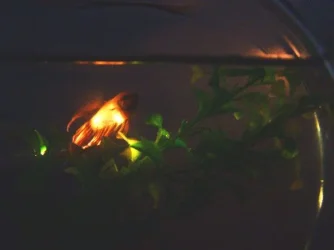 fish_pet_2.webp