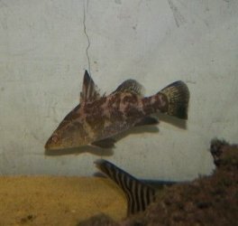 nile_perch_2.jpg