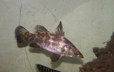 nile_perch_3.jpg