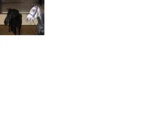lou___roy_again1.webp