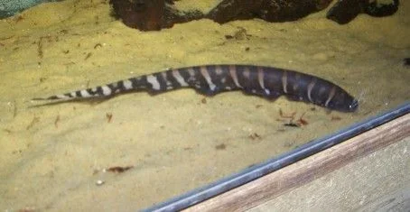 tiger_knife_fish.webp tiger_knife_fish.webp