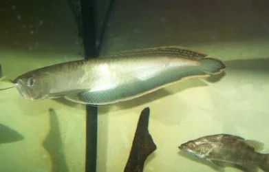 black_arowana.webp black_arowana.webp